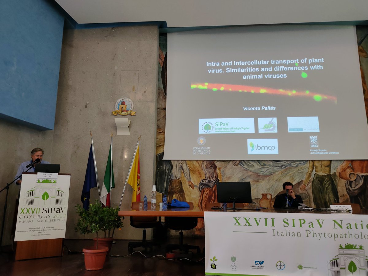 JoanaGVicente's tweet photo. An invited talk by Vicente Pallas on intra and inter cellular and vascular trafficking of plant viruses and comparisons with animal viruses. #SIPaV https://t.co/HM6h73kIvU