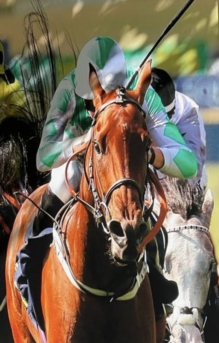 Gallop Racing tweet media