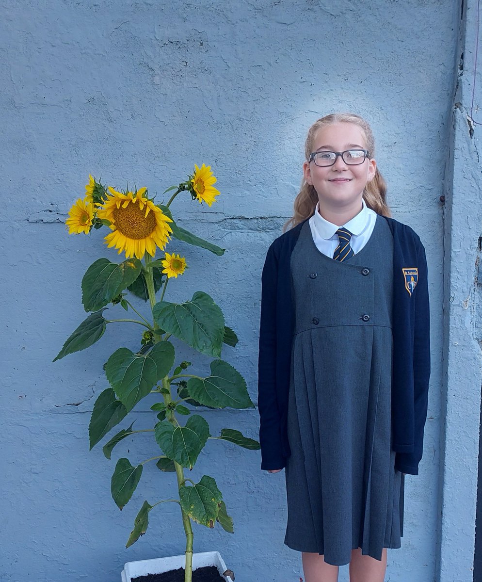 SamBamBradley's tweet photo. @StAndrewsCoE Daisy proudly presents her Sunflower that was planted on Ethos day. We wasn't sure it would bloom with it being planted late but it just goes to show that with the right care and attention, anything is possible! https://t.co/KHqEVLqgPz