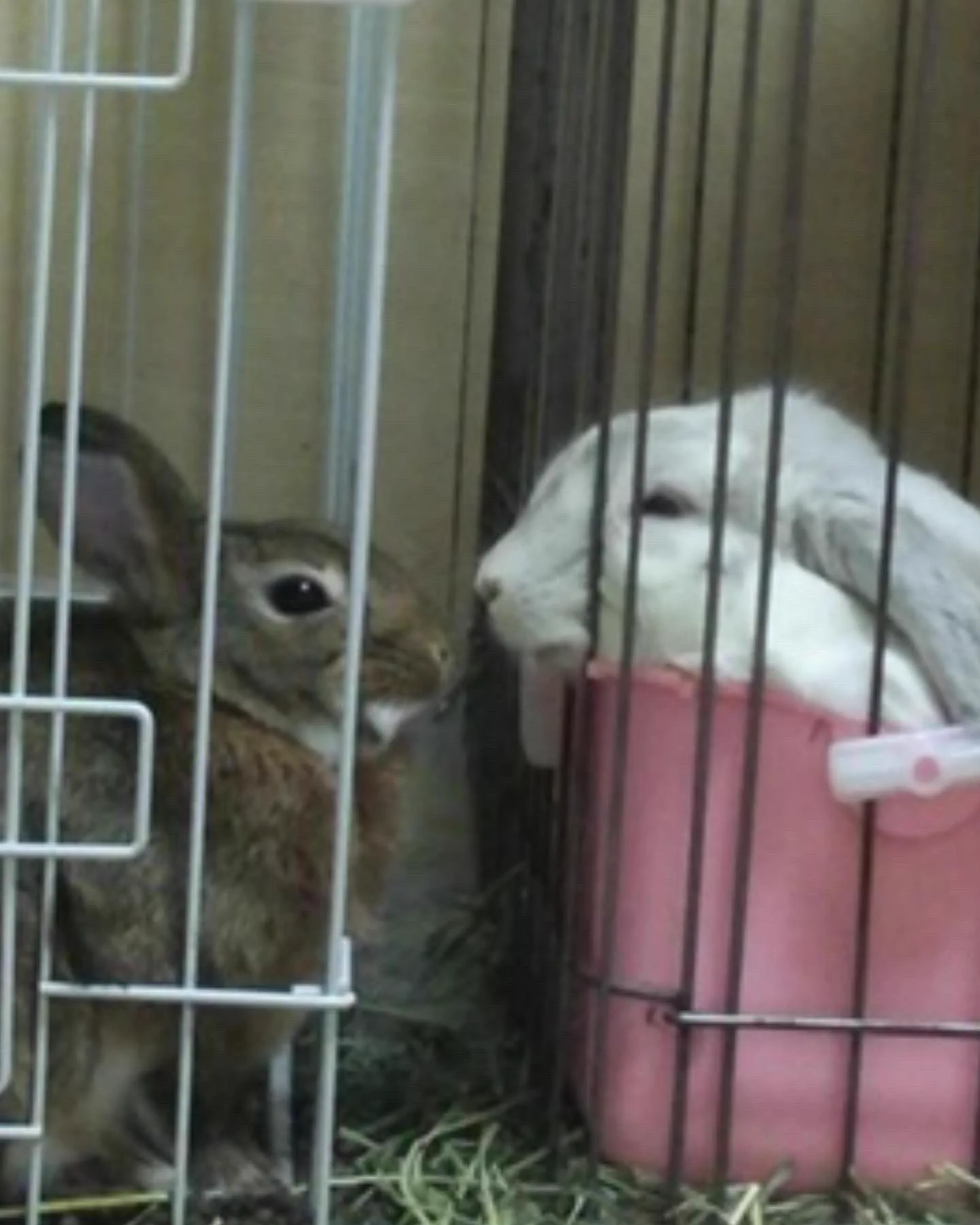@sud_lapin2987 友達が安易にうさぎ飼いたいって言い出した時…
マイナス言いました。病院見つけてから迎えろ。室温管理は徹底！
すぐ懐くと思うな！
子供(3歳)に好きなように触らせるな。
ストレスになる。
もしひとつでもダメだと判断したら私が強制的に引き取る。まで言いました🙄
ロップはもうすぐ10歳💖 