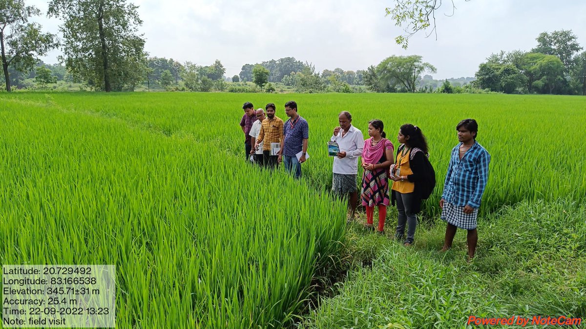 CollectorBgr's tweet photo. Field Visit of Sr Scientist and Head of KVK Bolangir, DPD, ATMA, Bolangir, Scheme Officer, Bolangir, AAO, Patnagarh, VAW and KUS Students to affected White Brown Plant Hopper(WBPH) field of Patnagarh Block. @CMO_Odisha @krushibibhag https://t.co/75MGgFjuUx