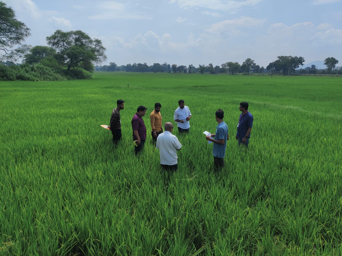 CollectorBgr's tweet photo. Field Visit of Sr Scientist and Head of KVK Bolangir, DPD, ATMA, Bolangir, Scheme Officer, Bolangir, AAO, Patnagarh, VAW and KUS Students to affected White Brown Plant Hopper(WBPH) field of Patnagarh Block. @CMO_Odisha @krushibibhag https://t.co/75MGgFjuUx