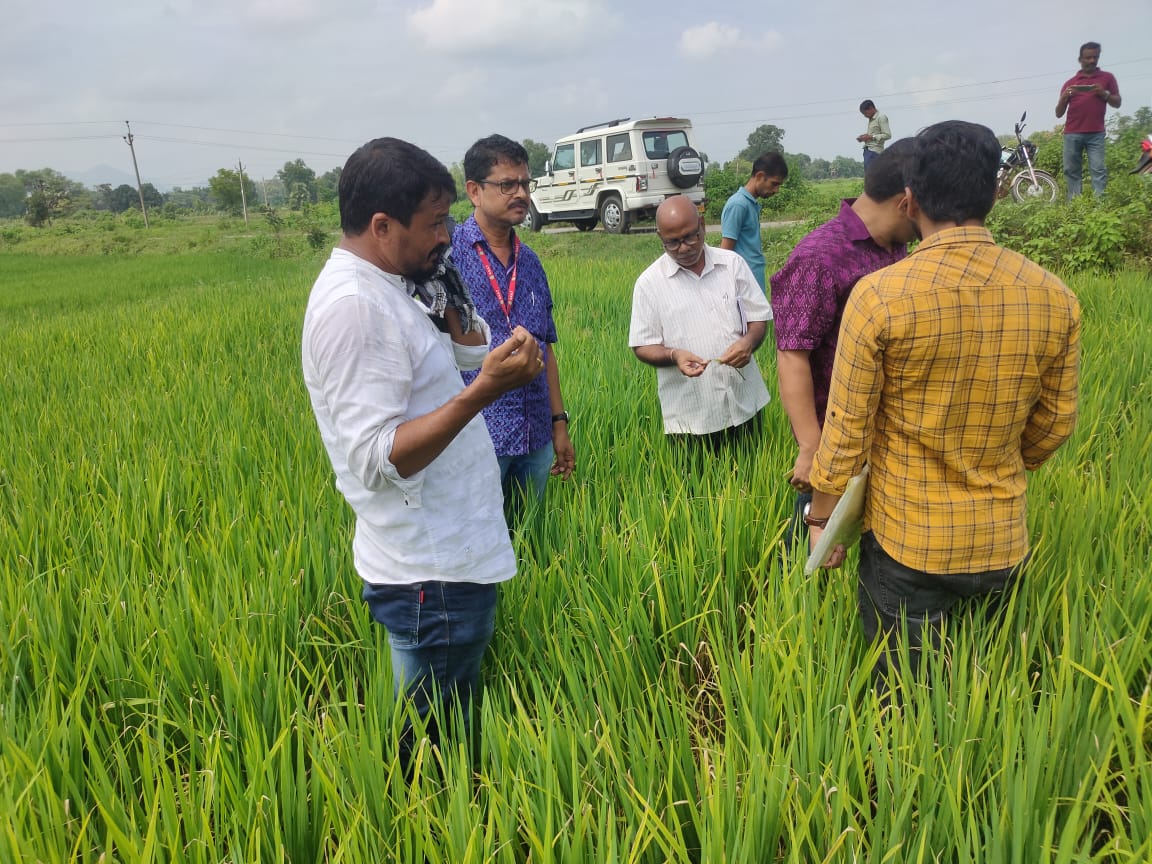 CollectorBgr's tweet photo. Field Visit of Sr Scientist and Head of KVK Bolangir, DPD, ATMA, Bolangir, Scheme Officer, Bolangir, AAO, Patnagarh, VAW and KUS Students to affected White Brown Plant Hopper(WBPH) field of Patnagarh Block. @CMO_Odisha @krushibibhag https://t.co/75MGgFjuUx