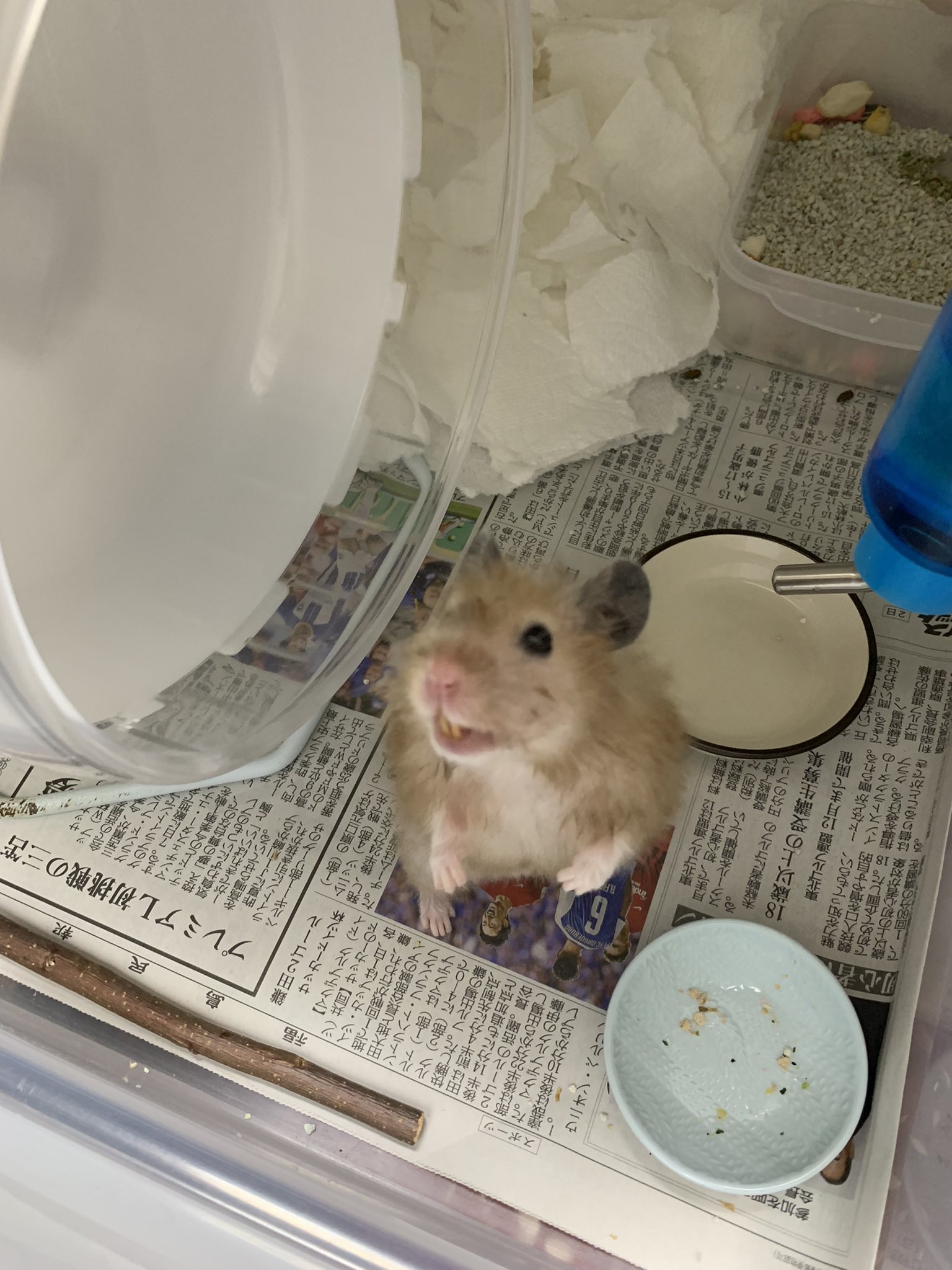 Ra Ra Hamham Twitter