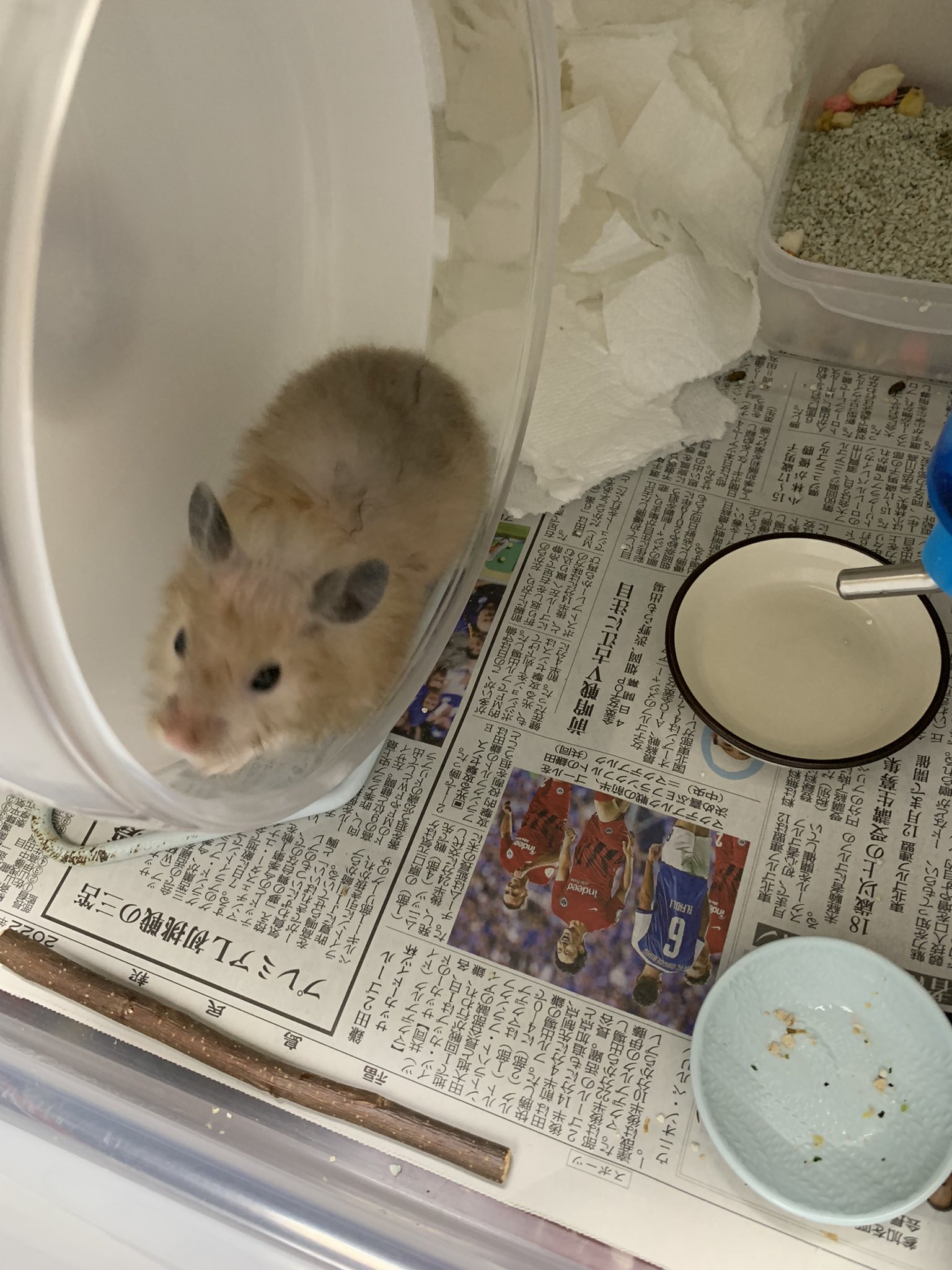 Ra Ra Hamham Twitter