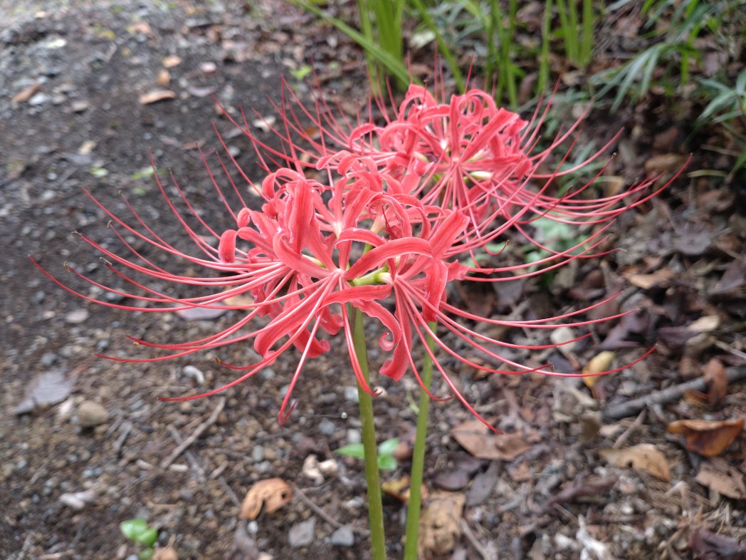 スマホ変えたので写真綺麗に撮れるようになって嬉しい