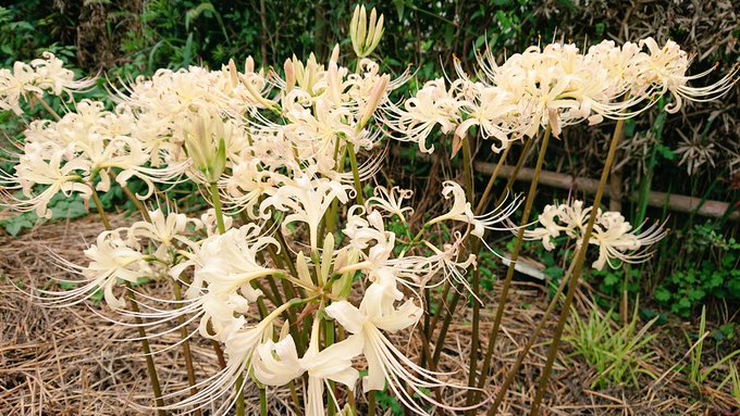 庭の白い彼岸花綺麗だな〜って撮ってたら………お分かりいただけただろうか… 