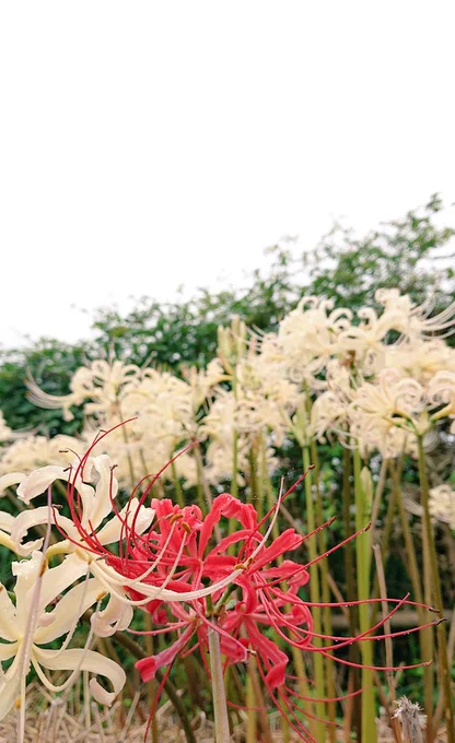 庭の白い彼岸花綺麗だな〜って撮ってたら………お分かりいただけただろうか… 