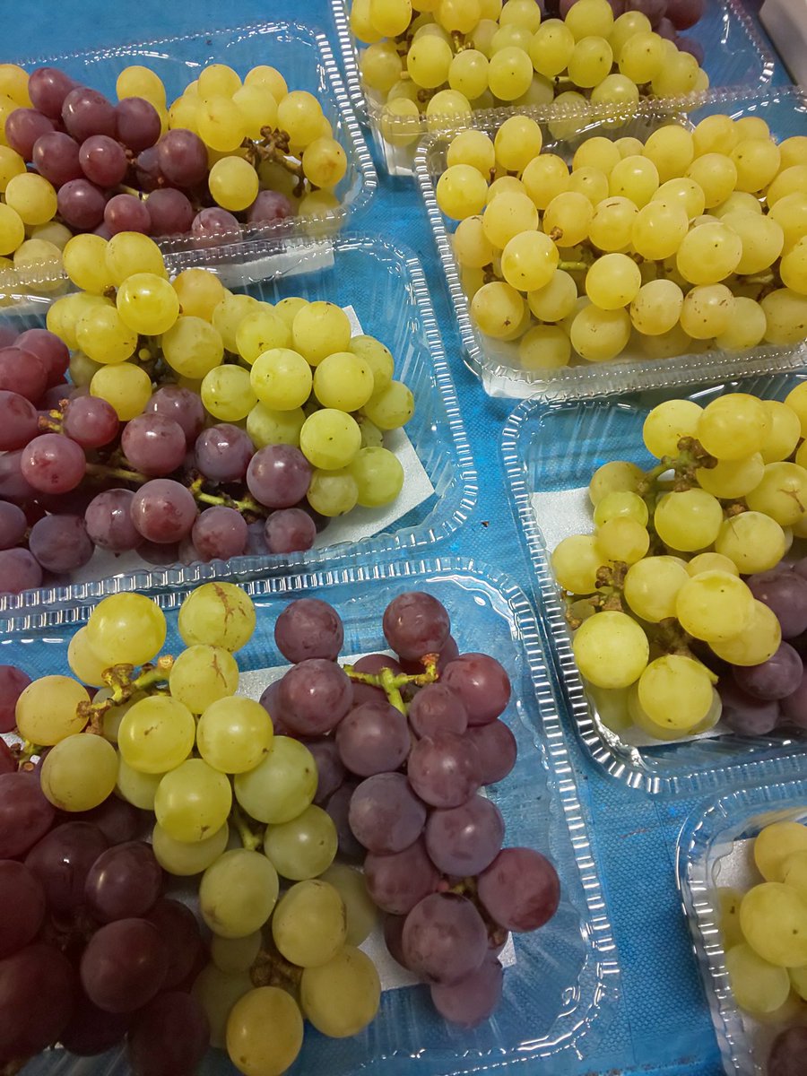 本日のぶどう