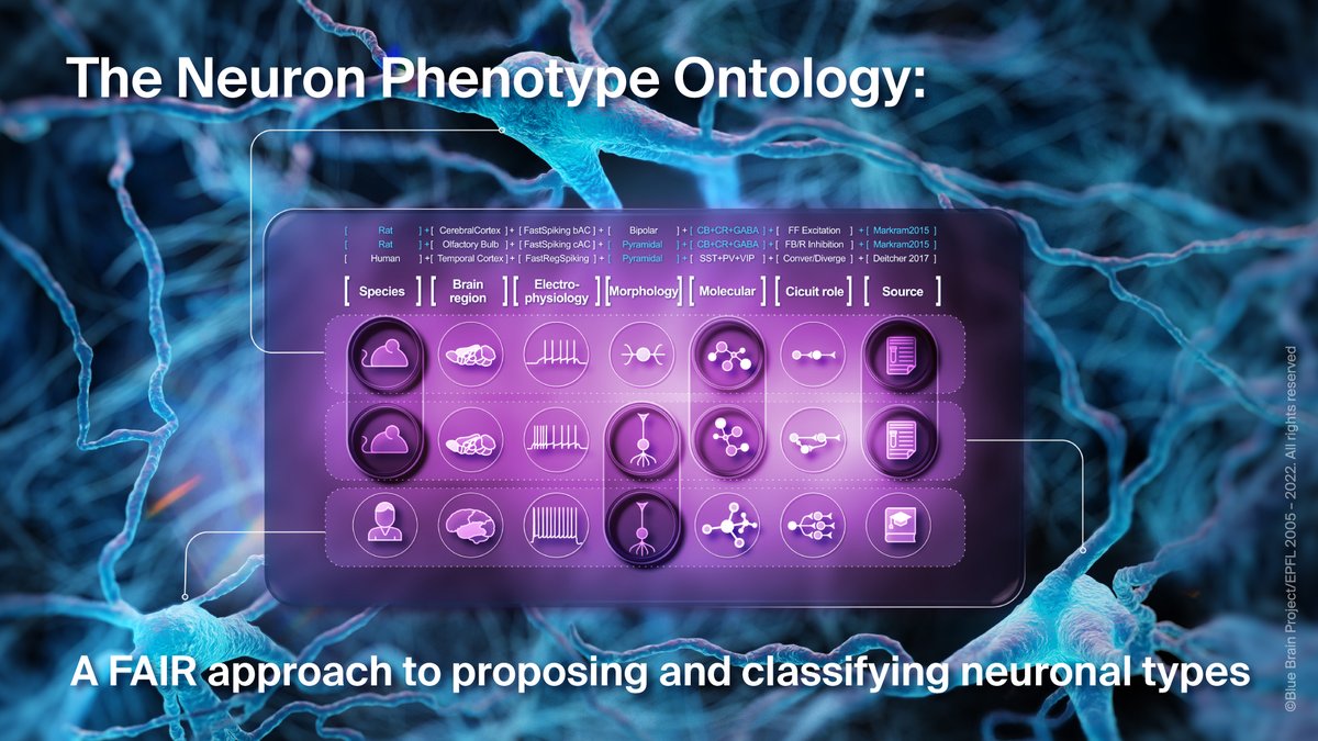 A new approach to naming and organizing knowledge about the brain's basic building blocks

Discover more 👉 actu.epfl.ch/news/neuron-ph…

Read the paper 👉 doi.org/10.1007/s12021…

#TeamScience #OpenSource #OpenScience #neuroscience 

<a href="/EPFL_en/">EPFL</a>