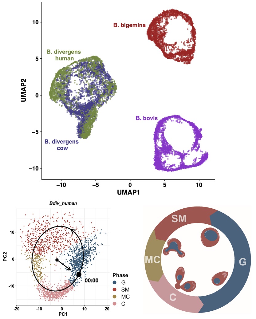 PLOS Biology (@plosbiology) on Twitter photo #Apicomplexan #parasites #Babesia are hard to sync, limiting knowledge of their biology. #scRNAseq of 3 species allows mapping of the replication cycle & construction of pseudo-sync'ed time-course gene expression profiles <a href="/DuraisinghLab/">Duraisingh Lab</a> &co #PLOSBiology plos.io/3LzTaO9 #Apicomplexan #parasites #Babesia are hard to sync, limiting knowledge of their biology. #scRNAseq of 3 species allows mapping of the replication cycle & construction of pseudo-sync'ed time-course gene expression profiles <a href="/DuraisinghLab/">Duraisingh Lab</a> &co #PLOSBiology plos.io/3LzTaO9