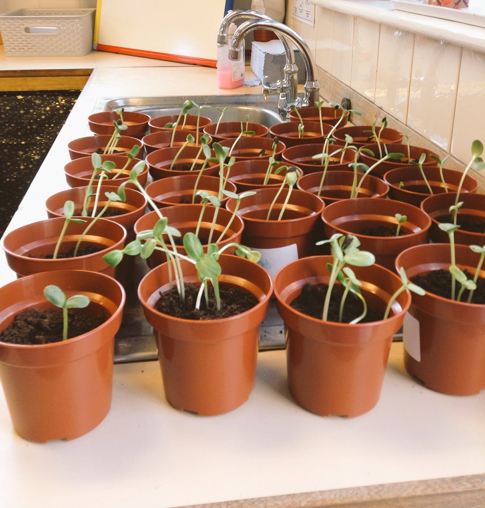 latimerprimary's tweet photo. In #ClassLH we have been growing our own sunflowers and measuring their height every week. We have learnt how to look after them and what they need to survive and thrive. π» I wonder which one will grow to be the tallest? #LatimerScience #activelearning #plants #sunflowers https://t.co/EVJZ6lS4tm
