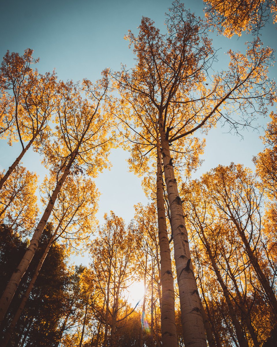 Good Morning friends! 
What a great feeling to wake up to nice cool mornings lately? 
Getting more and more excited for fall!
Anyobody has some awesome plans for the weekend?
#fall #excited #seasons #photography