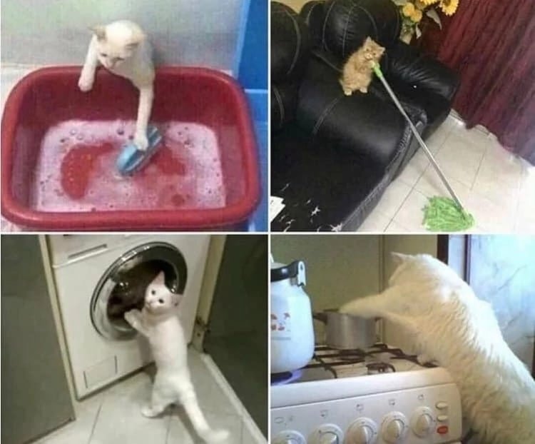 «Был бы у меня такой кот, я б может и не женился бы никогда.»