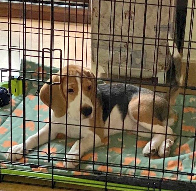 prasanto's tweet photo. Adopt a Beagle: Waffle is a lovely 5-month-old male Beagle up for adoption in South Delhi. Pls DM if interested - with prior experience with pets. (Caveat: Beagles are a handful...click #KolaBeagle for more!). Pls RT https://t.co/lQhG6ri2Gv