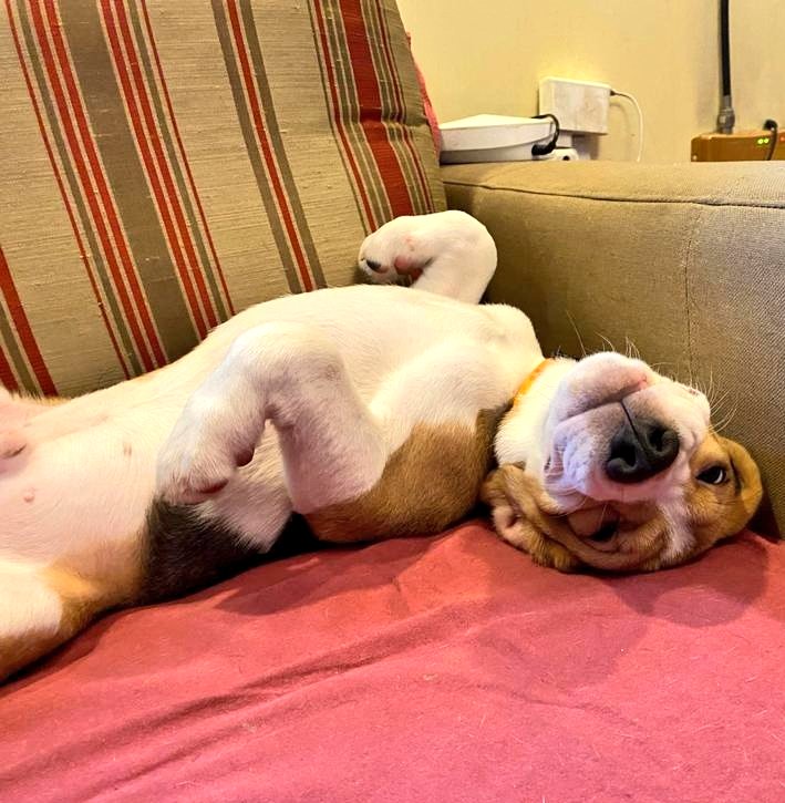 prasanto's tweet photo. Adopt a Beagle: Waffle is a lovely 5-month-old male Beagle up for adoption in South Delhi. Pls DM if interested - with prior experience with pets. (Caveat: Beagles are a handful...click #KolaBeagle for more!). Pls RT https://t.co/lQhG6ri2Gv
