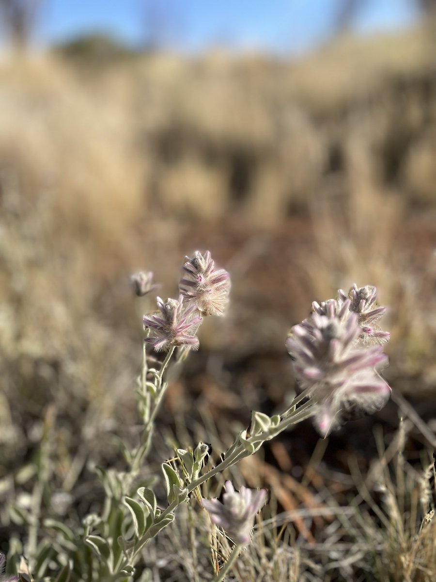 Dr Susan Orgill tweet media