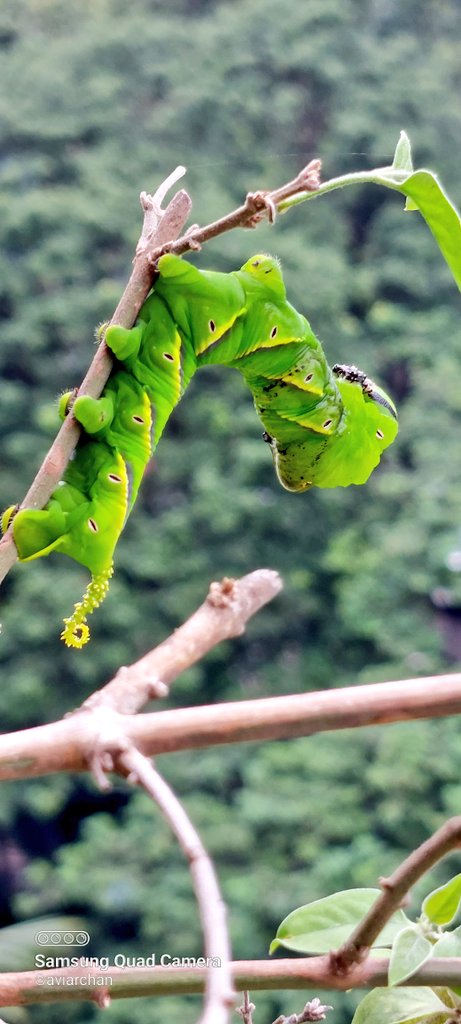 aviarchan's tweet photo. What a beauty! They are found on Jasmine plant. Feeding only with Jasmine plant leaves.
#caterpillar #deathheadmoth #Mumbai #homegarden #Insects #Moths #nature #aviclicks #avigraphy
@IndiAves @BBCEarth @PhotoOfTheDay
@BNHSIndia https://t.co/PaZCtlQvrI