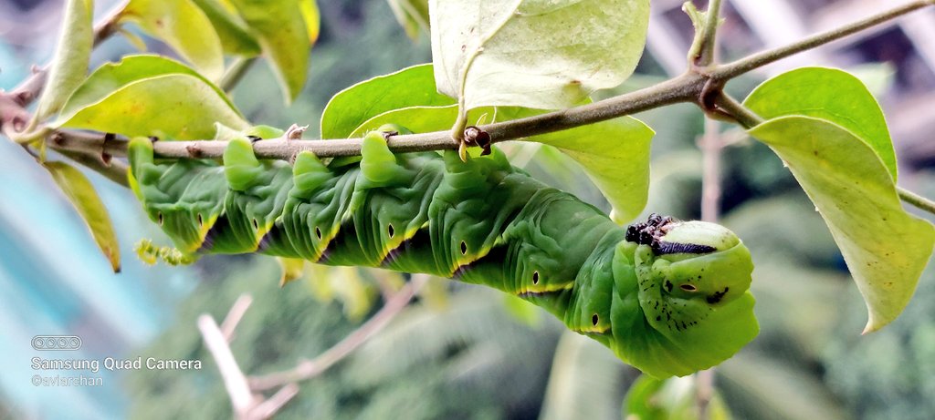 aviarchan's tweet photo. What a beauty! They are found on Jasmine plant. Feeding only with Jasmine plant leaves.
#caterpillar #deathheadmoth #Mumbai #homegarden #Insects #Moths #nature #aviclicks #avigraphy
@IndiAves @BBCEarth @PhotoOfTheDay
@BNHSIndia https://t.co/PaZCtlQvrI