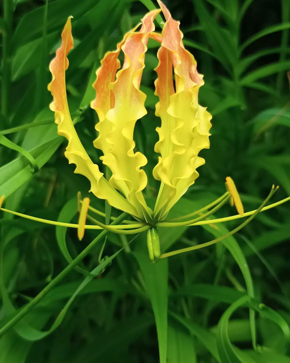 कोई इस flower का नाम जानते हैं?