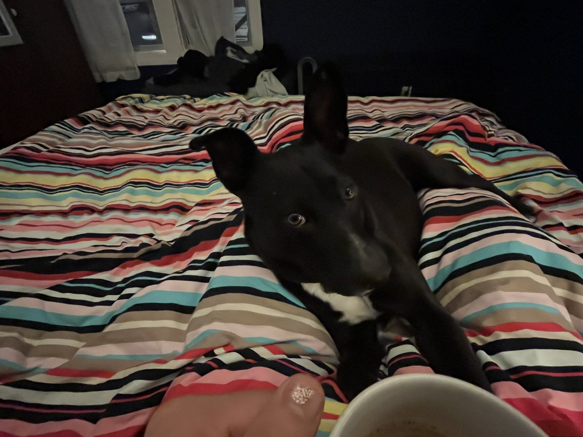 thewallybee's tweet photo. This is the best part of my day, paws down. #elperrojavi #dogsoftwitter #dog #snuggle #morningcuddle #morningcoffee https://t.co/qV77Qr2tHi