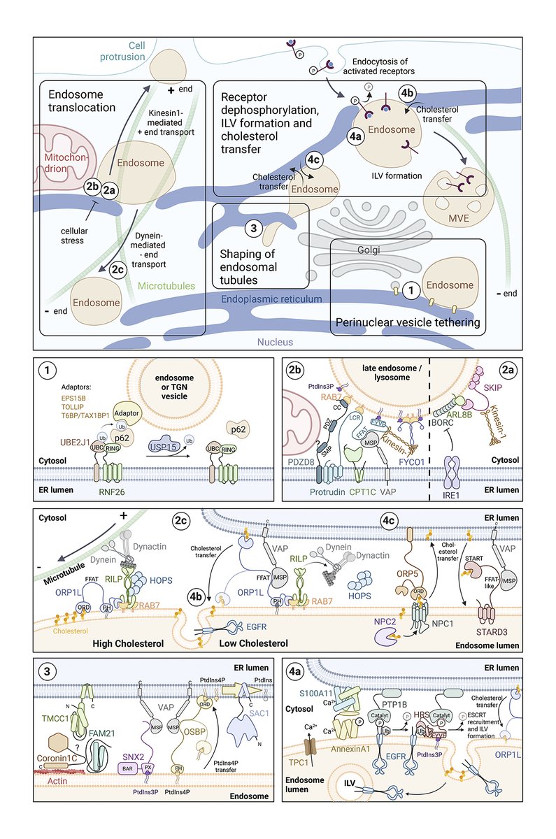 ER as master regulator of membrane trafficking and organelle function. A new review from Eva Maria Wenzel, Liv Anker Elfmark, <a href="/harald_stenmark/">Harald Stenmark</a>, and Camilla Raiborg <a href="/Oslounivsykehus/">Oslounivsykehus</a>: bit.ly/3dhW9Or

#Biochemistry #Organelles #Trafficking #Metabolism #ER_literature