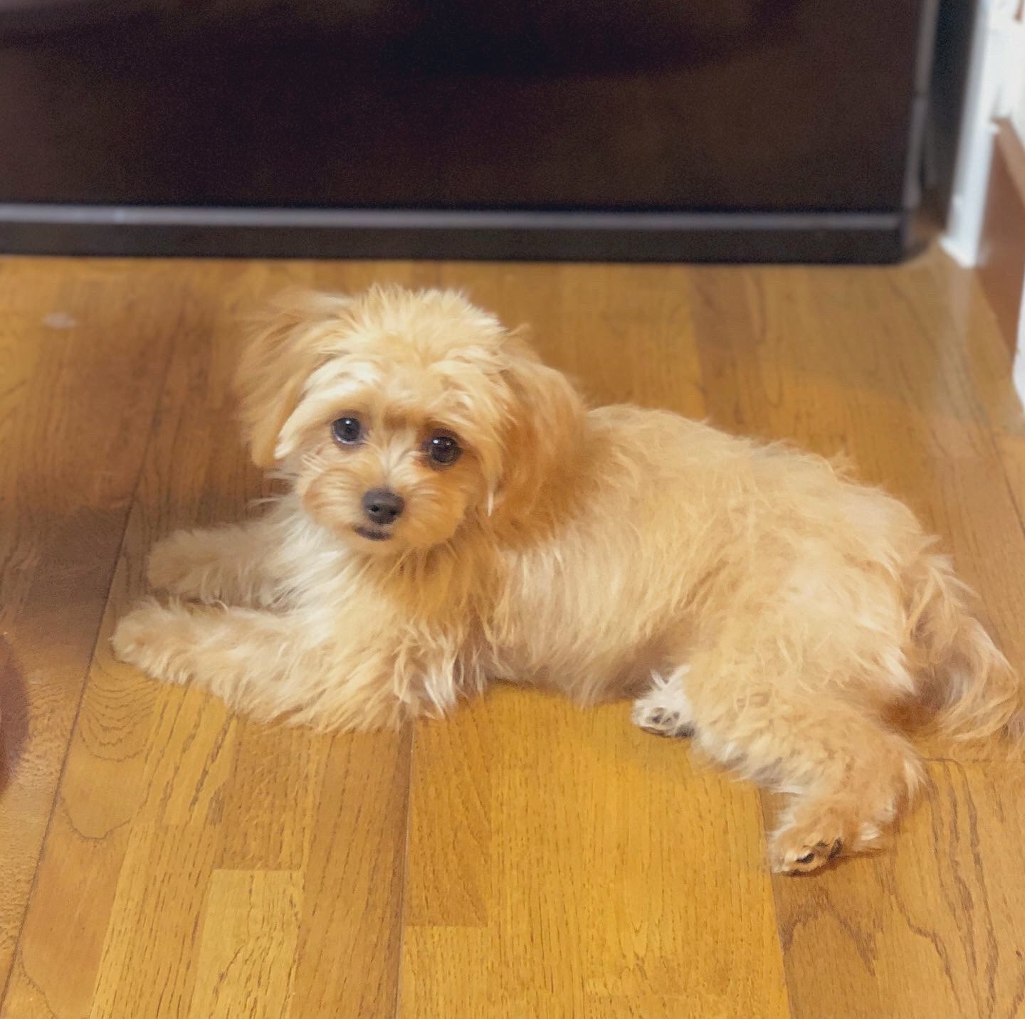 チワプーのアコ Chihuapoo Aco Twitter