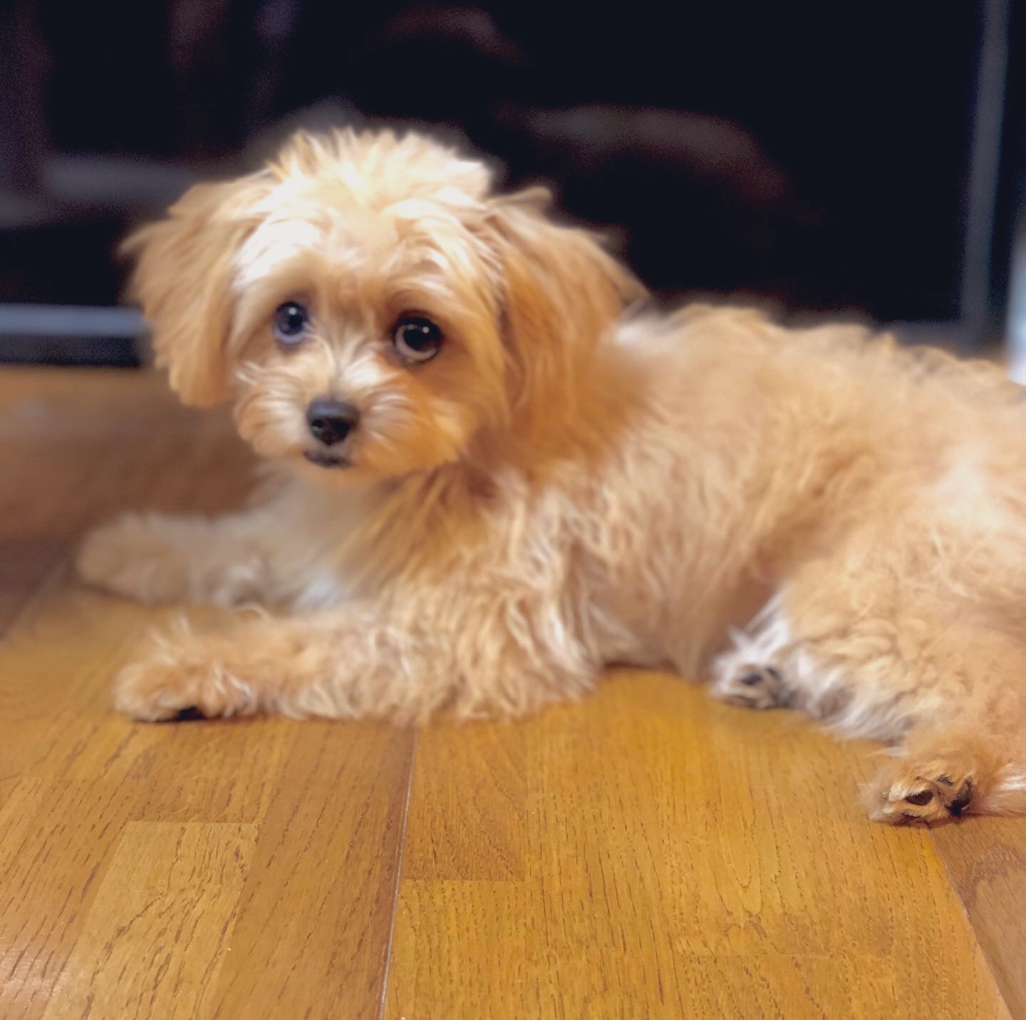 チワプーのアコ Chihuapoo Aco Twitter