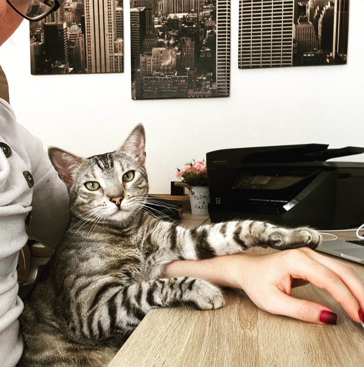 Allyda96's tweet photo. #PairProgramming Session 😸🤓😂

#FridaysForFuture #Friyay #FridayFeeling #FridayVibes #HochDieHändeWochenende #Cat #Cute #CuteCat #CatLife #CatLove #CatLovers #Nerdy #NerdyGirl #GirlsWhoCode #NerdyCat #Meow #CodingCat #PictureOfTheDay #PicOfTheDay #CatsOnTwitter #CatsOfTwitter https://t.co/wTlSXkdaoj