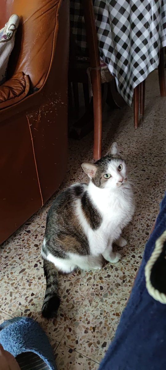 saturninecoffee's tweet photo. Holi! Esta es Arya. La adopté en 2010 y por circunstancias de la vida pasó un tiempo en casa de mis padres y luego mi madre ya no me dejó llevármela. Se enamoró de ella.  Arya pesaba 12 kg y ahora mismo pesa 5kg. No está comiendo nada. Y está enferma. https://t.co/OIoiXpacnR
