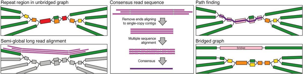 laBioauLabo's tweet photo. @borde_celine @rrwick J'ajoute qu'il ne s'agit pas vraiment ici de mapper des reads illumina sur un assemblage nanopore (comme pourrait le faire l'outil Pilon ) mais plutôt de résoudre les incertitude du graph de De Bruijn généré par l'assemblage des shorts reads à l'aide des long reads. https://t.co/hTi7TMdHN4