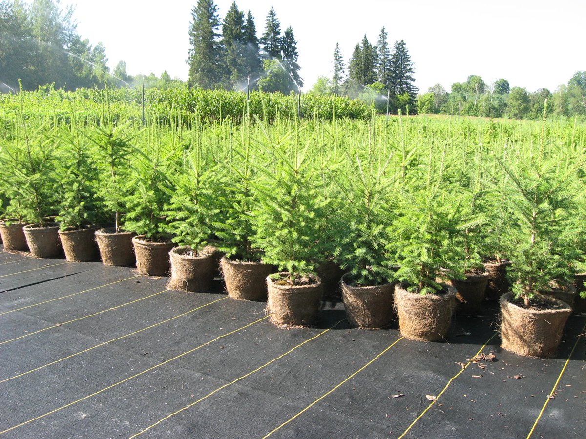 CVC_CA's tweet photo. #FlackbackFriday: in 2021, our incredible Forestry team planted an AMAZING 43,628 #trees across the Credit River Watershed… Now that’s something to be proud of! 🌲💚 Can't wait to see how many they plant in 2022 - Stay tuned! #NationalForestWeek https://t.co/IJHlwYsB7G