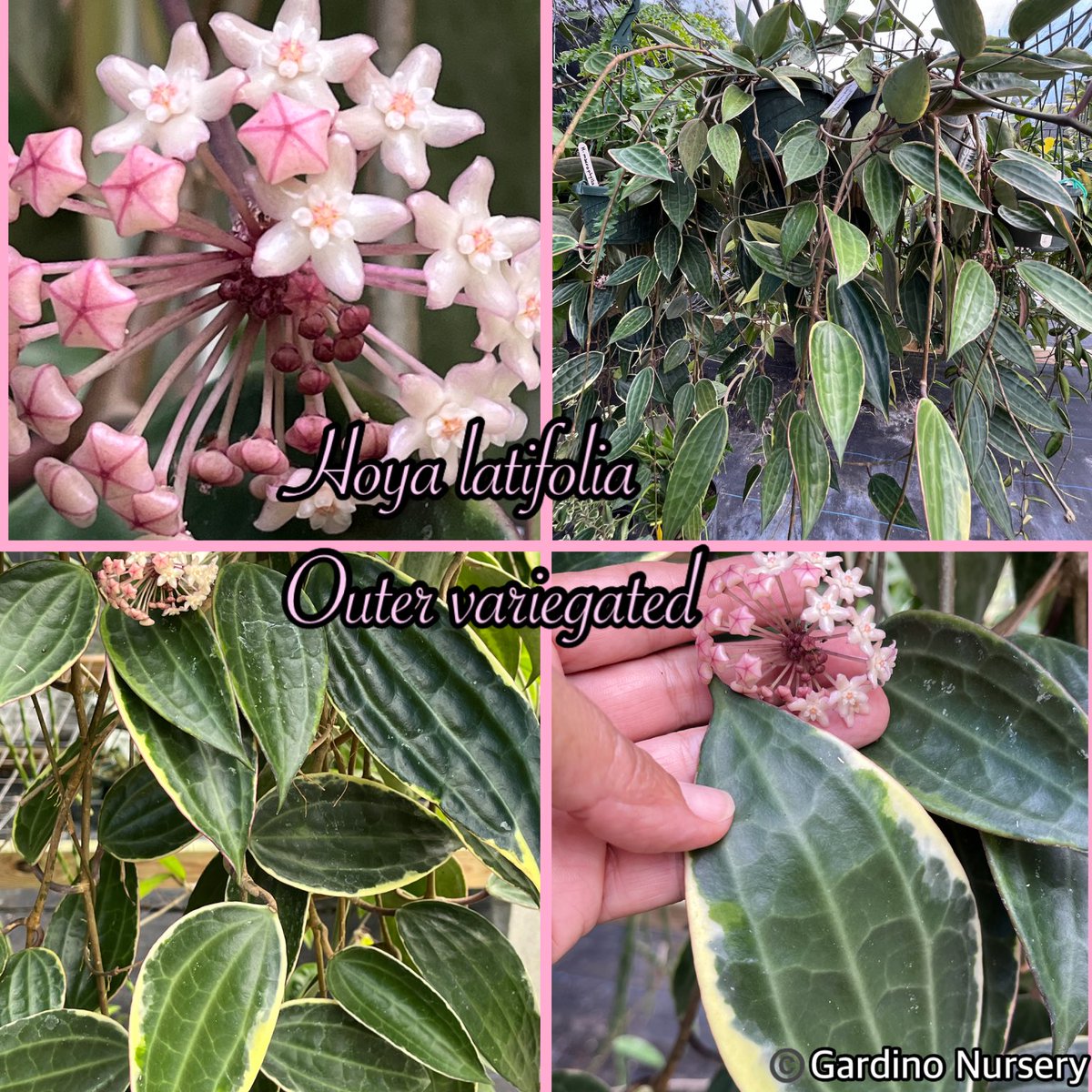 Hoya latifolia-outer variegated. Former Hoya macrophylla. The cute pink  flowers have a pleasant mild fragrance. The leaves are spectacular!