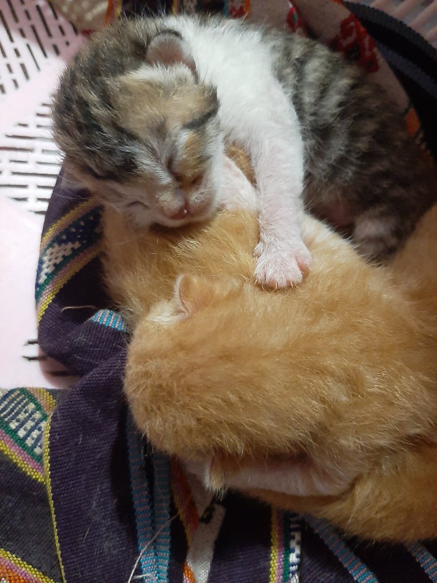 femaus69's tweet photo. Kitten.. my baby
#cats 
#CatsLover 
#CatsOfTwitter https://t.co/whKGUQm6og