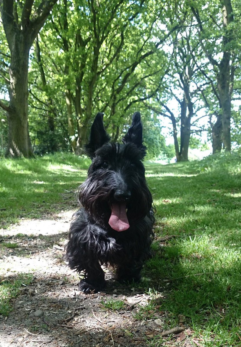 <a href="/BonniedaWestie/">╰⭐️ MATRON GENERAL BONNIE ⭐️╮〓〓</a> <a href="/paddyscousedog/">Chico n Angel Paddy 🐾</a> <a href="/sjchocaholic/">Ted, George & Angel Alfie❤</a> <a href="/hellodollywest/">Hello Dolly</a> Missing the beloved Alfinator  <a href="/sjchocaholic/">Ted, George & Angel Alfie❤</a>
 #flybyfriday  🐾✨❤️