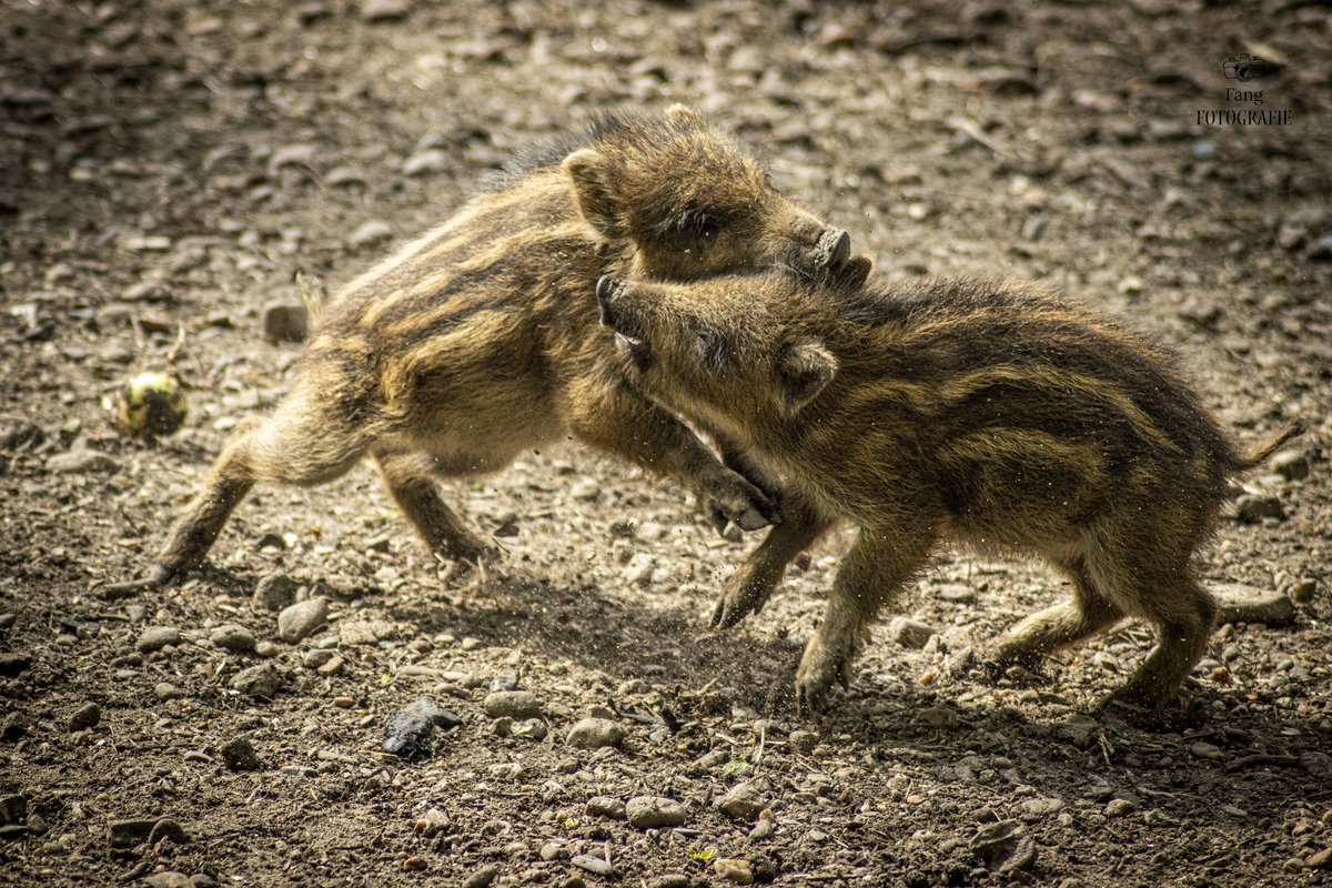 "The smaller the creature, the bolder its spirit."
Suzy Kassem
#fangfotografie #photographer #animalphotography #wildlifephotography #wildlife #canonphotography #boar #wildboar #piglet