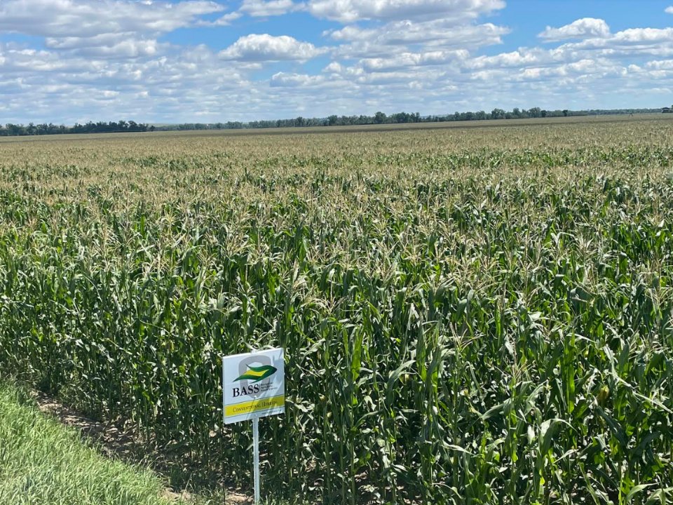 By talking directly with farmers and getting to know your needs and what’s important to you, we can not only create specialized hybrids that will work best for your farm, but we also anticipate your future needs. We know farming, and we know corn: basshybrids.com