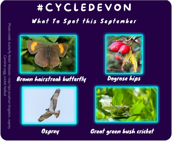 DevonLNP's tweet photo. Which four interesting species you can spot as you cycle? Check out this spotter sheet! And if you're wanting to take the kids too, read this useful article https://t.co/BbNJ8LNFTO #Natureandclimate #NaturallyHealthy #CycleDevon @devonclimate https://t.co/WGVTJgm55p