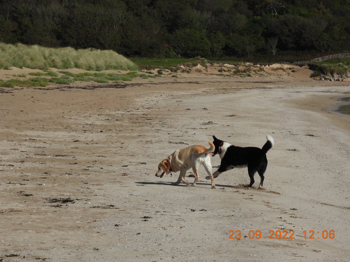 ..... a couple of pals to play with, that's what!! #CostaKilnsughton fun in the sun!!