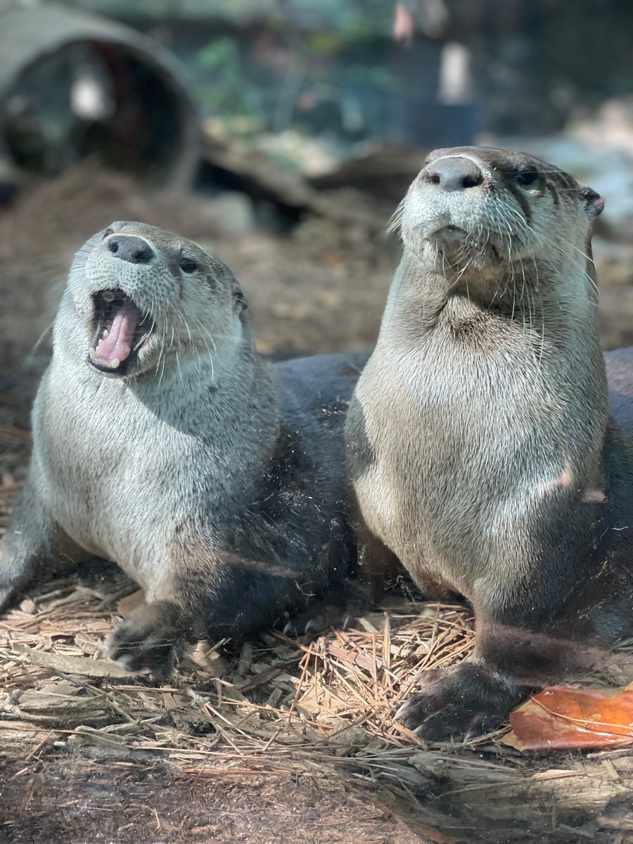 Sugar and Wesley being otterly adorable! #FridayFeeling