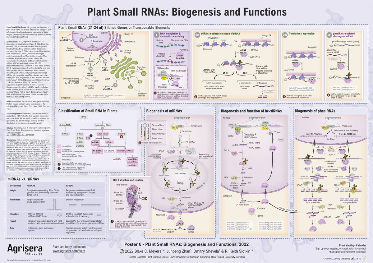 Happy to share Agrisera Educational Poster 6 designed by <a href="/SciGrafik/">Dmitry Shevela 🇺🇦</a> 🇸🇪! This poster is devoted to Plant☘️Small RNAs🧬. Many thanks to my co-authors for excellent collaboration and to <a href="/agrisera/">Agrisera</a> for sponsoring this work! One can order free hard copies here: agrisera.com/en/educational…