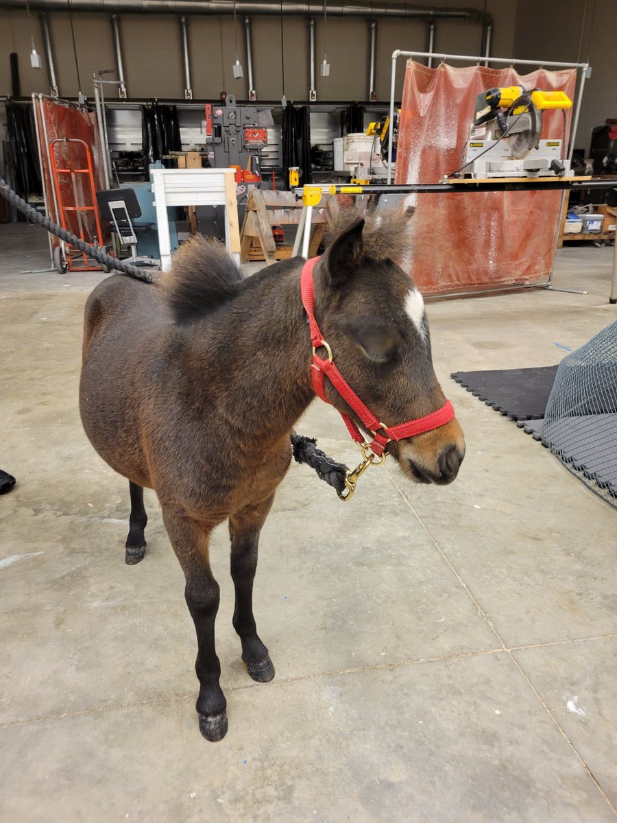 H-LP FFA tweet media