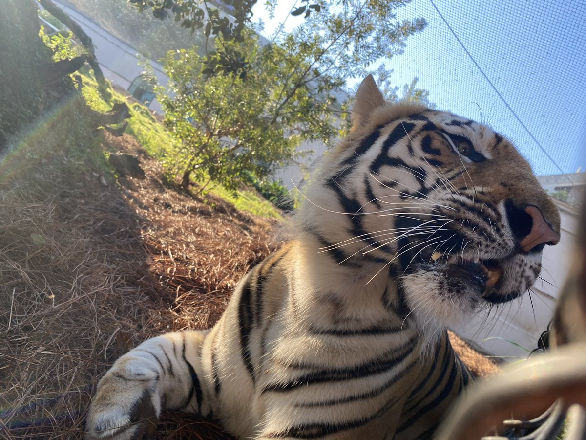 Mike VII tweet media