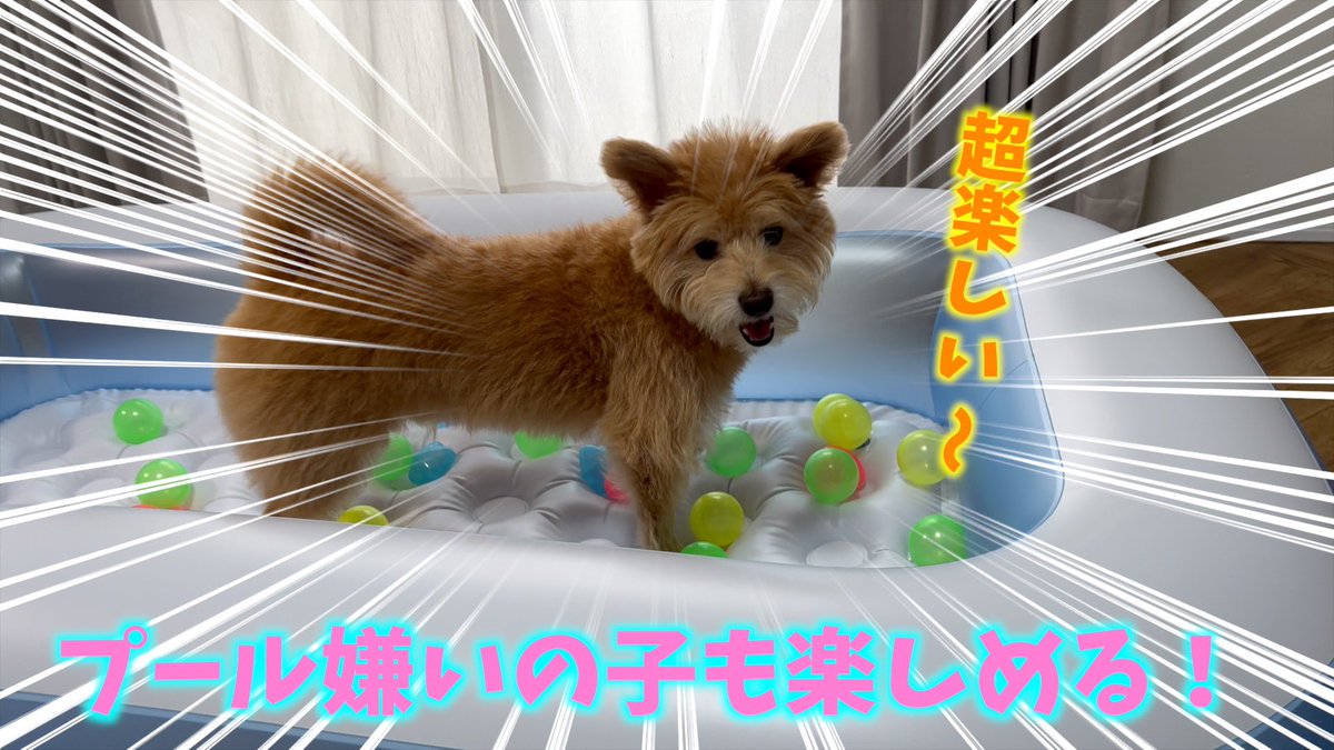cotetsu_uta's tweet photo. お部屋にプール出したら
とっても楽しそうに遊ぶ犬と
ただただ必死にボールを破壊する犬
可愛い動画なので是非見て下さい☺️
https://t.co/lqWTo8aREY https://t.co/EGZGLwFSVb