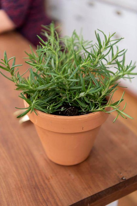 drkasenene's tweet photo. Rosemary has been shown to increase alertness and memory in the short term but long term it will reduce risk for dementia as you age.

If you value your brain, keep a pot of rosemary in your office or study and sniff the leaves often.

You can also use as a condiment on food. https://t.co/obzESxraTI