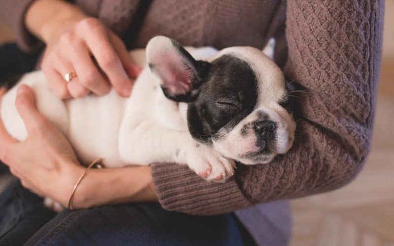 How To Fly With a Pet? The Most Important Things You Need To Know

paramountbusinessjets.com/blog/how-to-fl…

#ParamountBusinessJets #bizav #privatejet #pbj #pbjets #safety #comfort #aviation #privatejet #flyprivate #jet #businessjets #jetlife #aviation #businesstravel #businessclass #luxurylife