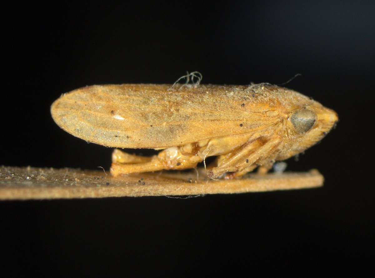 mstf_entomology's tweet photo. Philaenus spumarius (leucophthalmus) (meadow froghopper) was found in Ordu/Türkiye in 1965.
Looks better after a small touch
#froghopper #Cercopidae #Hemiptera https://t.co/miKOE2kzXz