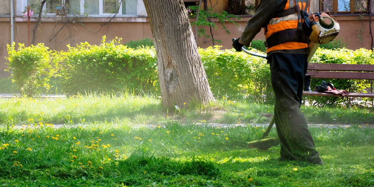 MrsLaidley's tweet photo. Stop dandelions from growing in your #lawn with these tips. #hometips  https://t.co/SpiGI981SU https://t.co/CZuyC5fcWN