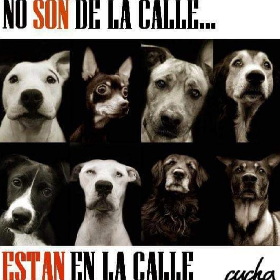 beatrizargimon's tweet photo. 🐕 Día Internacional del Perro Adoptado. 
Sigamos fomentando la tenencia responsable y el bienestar animal. Que la adopción sea la primera opción. https://t.co/qqfSSszM8J