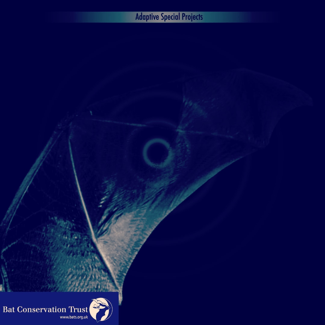 usgcreative's tweet photo. #electronicmusic raising funds for UK #wildlife with @_BCT_  https://t.co/3siTr2bh4S https://t.co/TJBqhhMF50